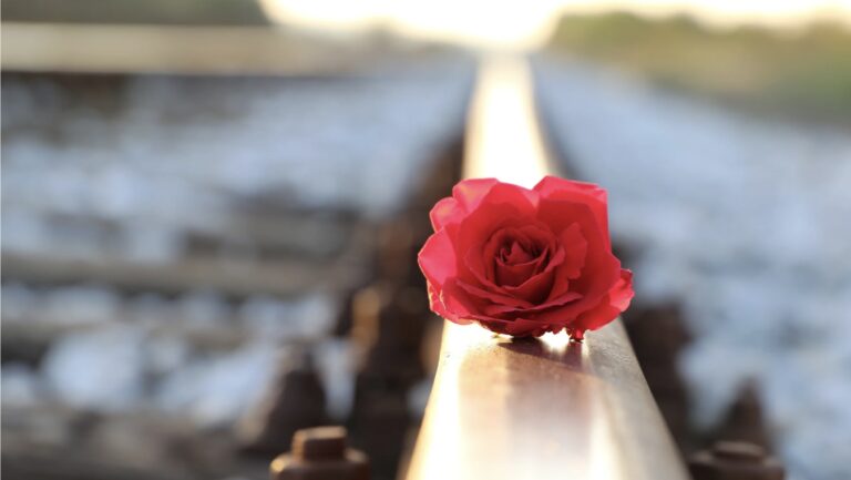 A red rose placed gently on a railway track, symbolizing the journey from shame to empathy and the possibility of healing through connection.