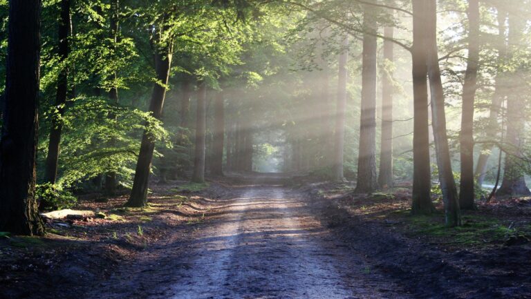 Peaceful forest path representing the journey of surrender, emotional healing, and releasing control