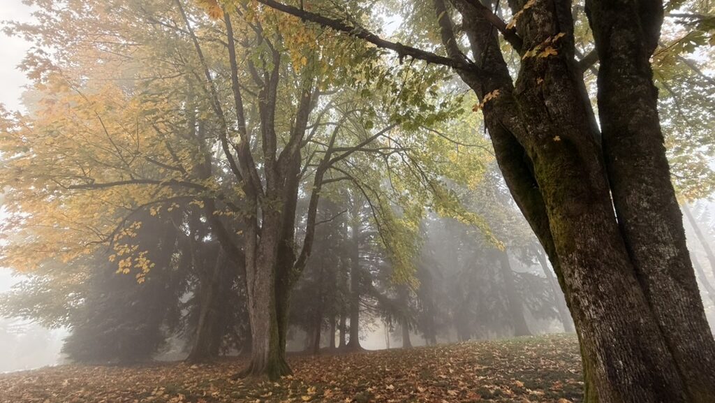 Misty autumn forest with soft golden leaves and morning light filtering through tall trees, symbolizing the calm and inner stillness that grow through trauma-informed therapy, mindfulness, and self-connection at Terra Counselling. (Keywords: inner peace, trauma-informed therapy, mindfulness, nervous system regulation, Vancouver counselling, Terra Counselling)