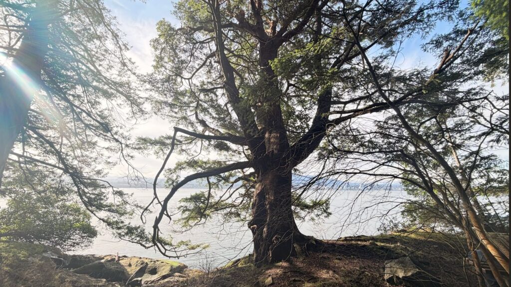Tree in a coastal forest on Vancouver Island overlooking the ocean, symbolizing grounding, healing, and reconnection with authenticity